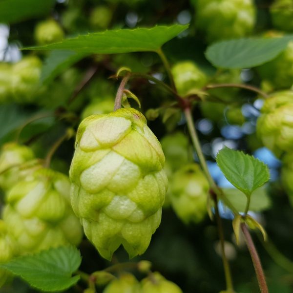 Hopfen