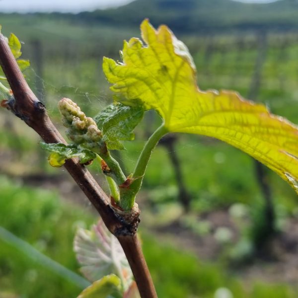 Weinstöcke Weinrebe