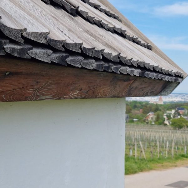 Weinwache Weinrebe Wache