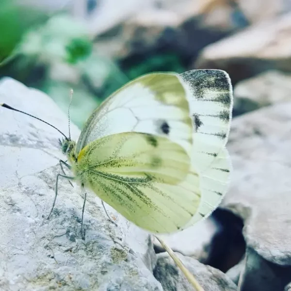 Zitronenfalter Schetterling