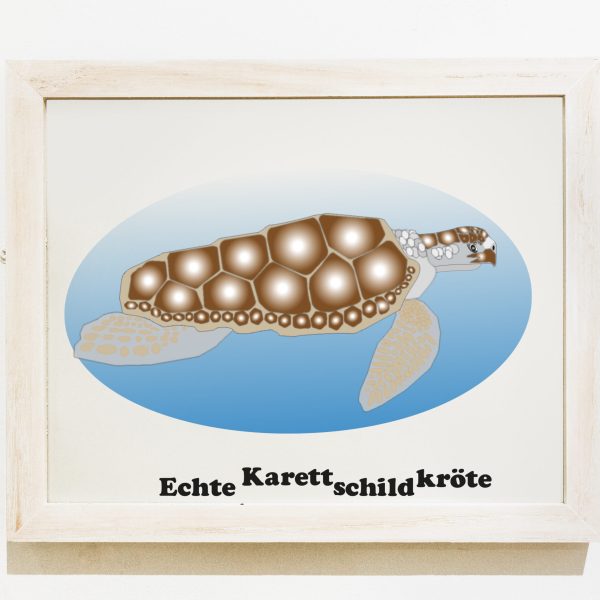 Grafikdesign Illustrator Karet Schildkröte